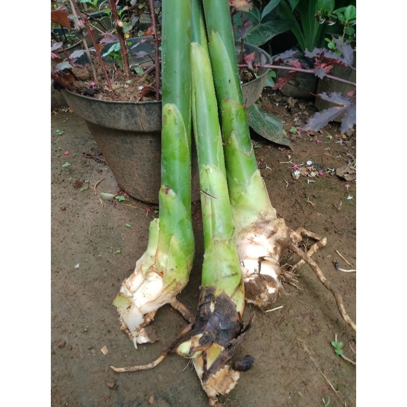 BIBIT KECOMBRANG / BENIH KECOMBRANG / POHON KECOMBRANG