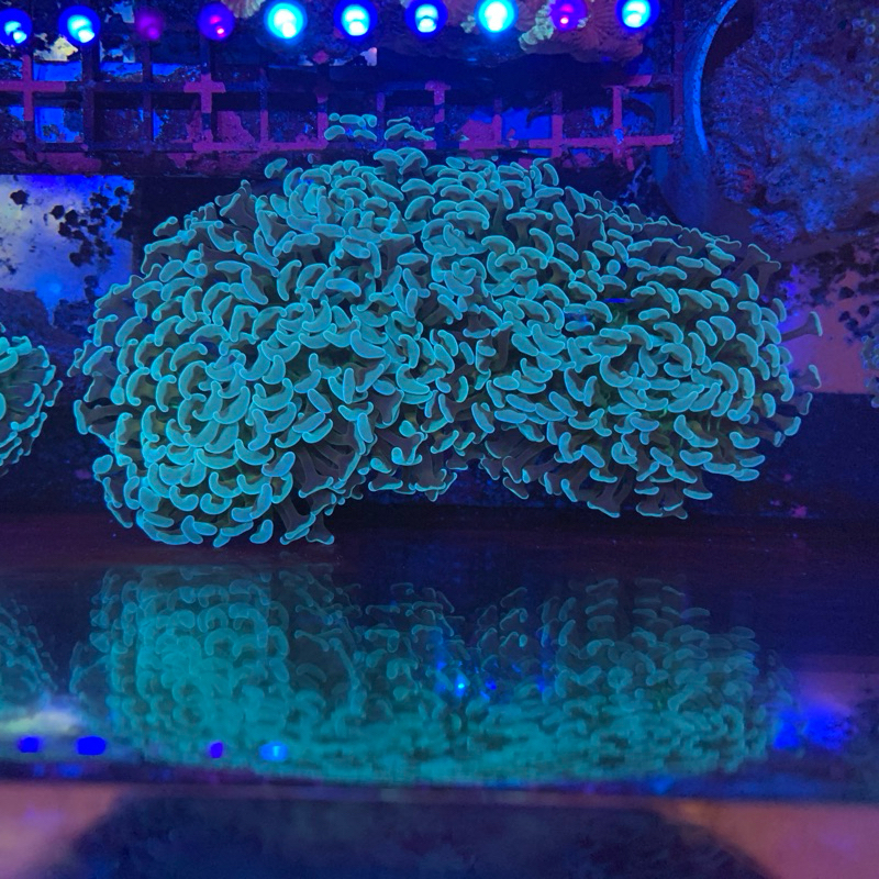 coral siwalan hammer coral terumbu karang lps