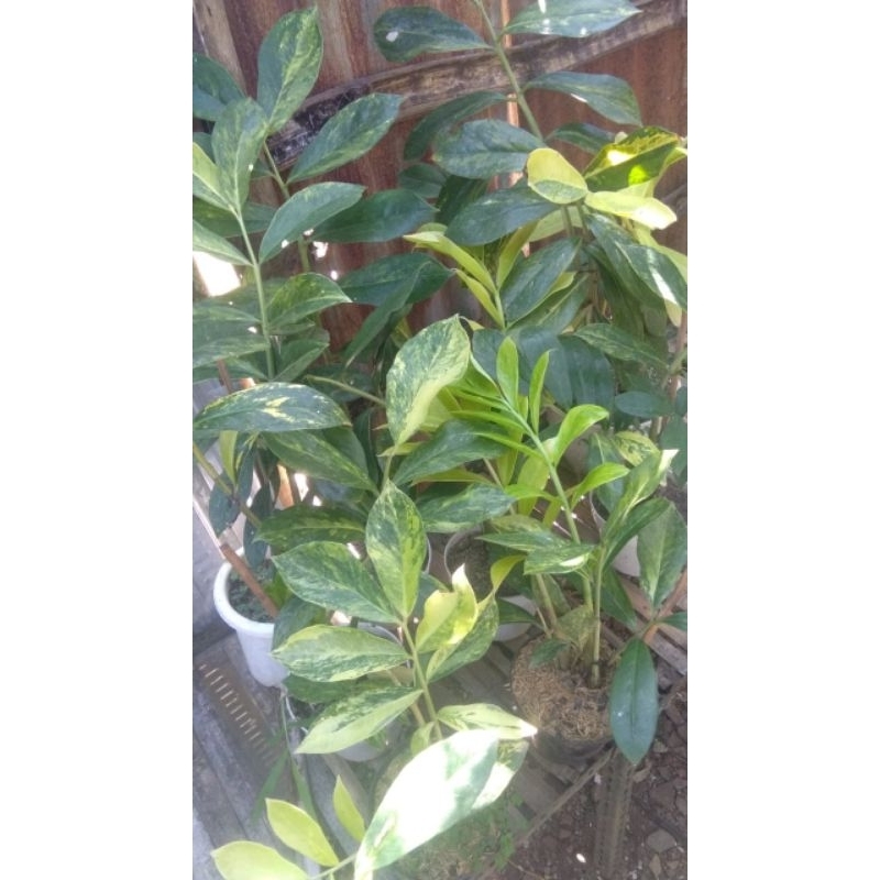 tanaman hias zamia kulkas variegata