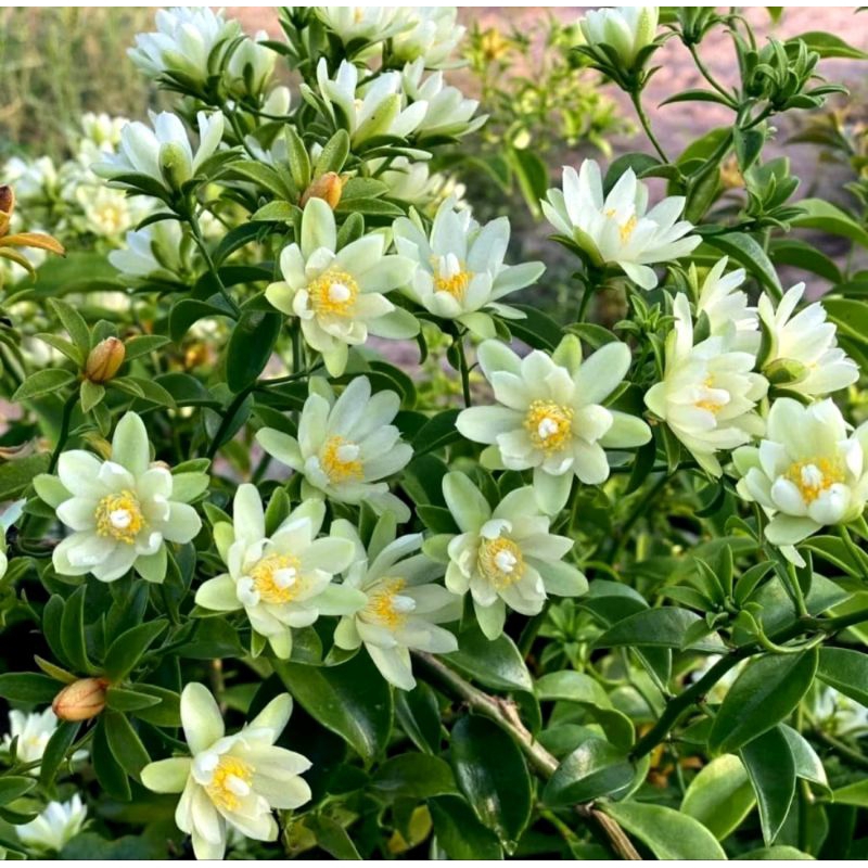 Tanaman Pareskia Aculeata / Lemon Vine / Ora pronobilis