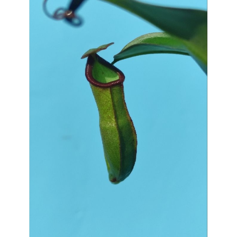 Tanaman hias karnivora cantik nepenthes kantong semar Globosa x Adrianii (betina)