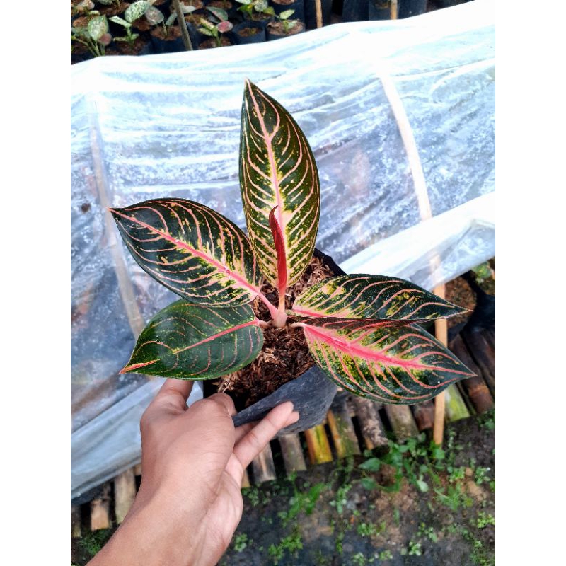 Aglonema POS Red Sumatra