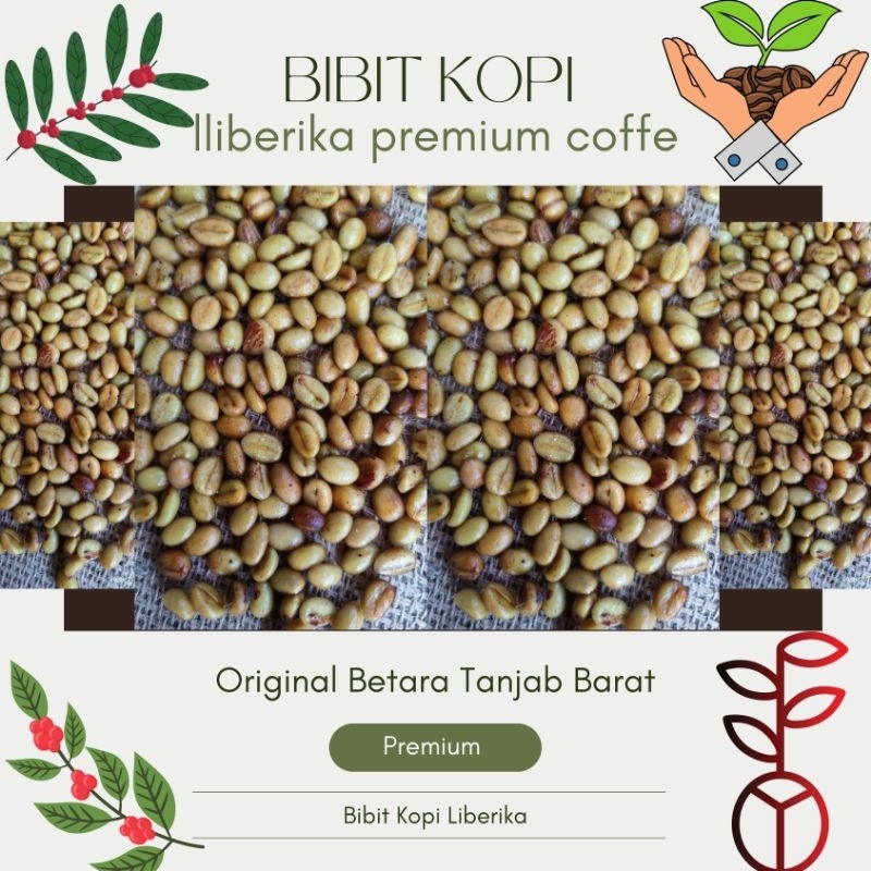 Benih Kopi Liberika Tungkal Betara Jambi Original Siap semai