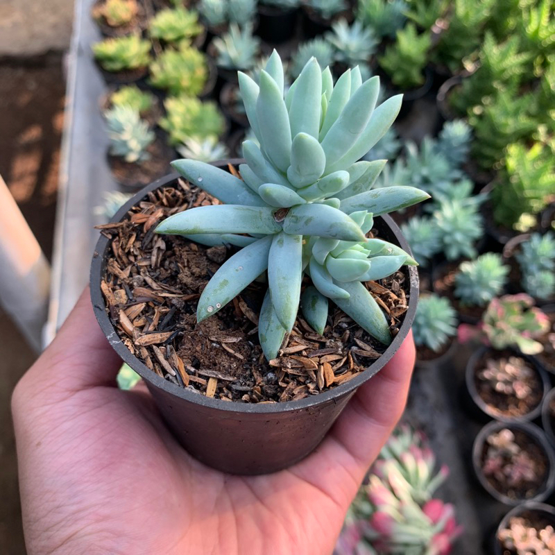 Sukulen Sedum Morgania