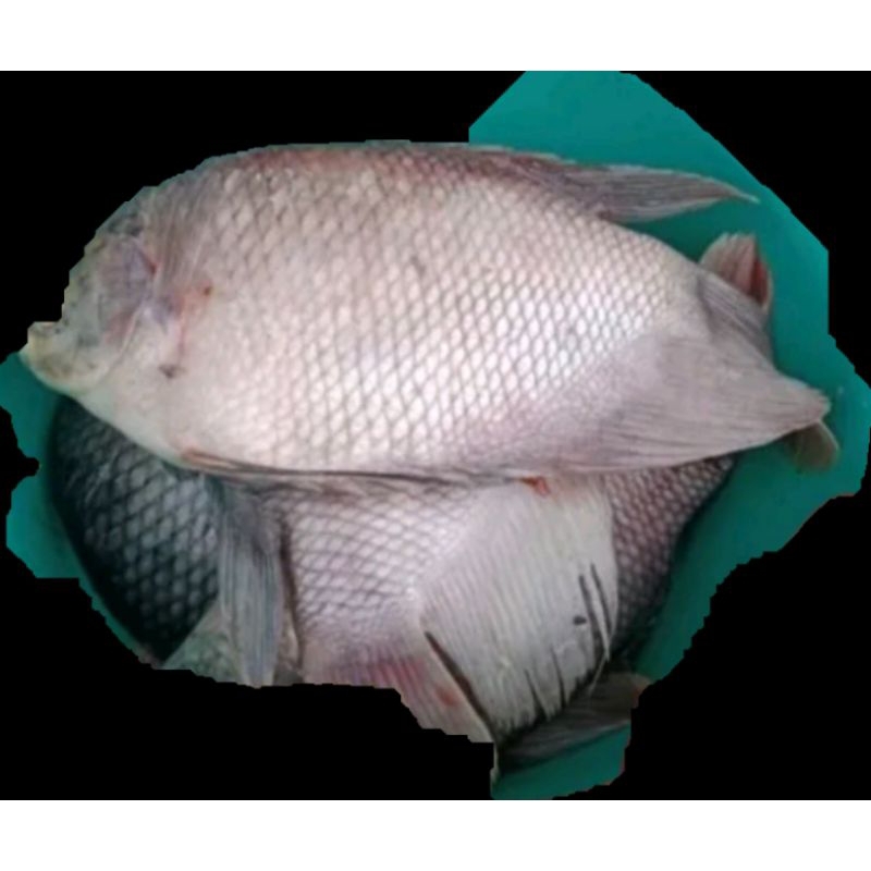 

ikan gurame mati tidak bau tanah 500g