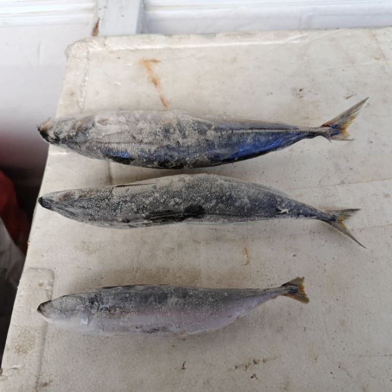 

Ikan Kembung Layang