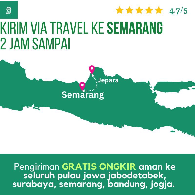 

Kirim Via Travel ke SEMARANG 4 Jam Sampai Hanya 25k Ribu | Anggur Laut Latoh Caulerpa