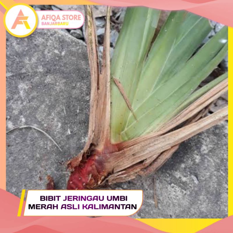 BIBIT JERINGAU UMBI MERAH ASLI KALIMANTAN  / Jeringau Tanaman Herbal / Jerangau Umbi Merah