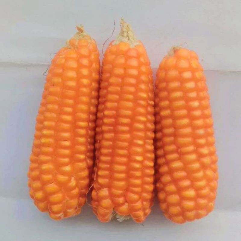 

JAGUNG KERING ASLI MADURA TIDAK DI PIPIL 3 BIJI BISA UNTUK DI MAKAN DAN DI JADIKAN BIBIT