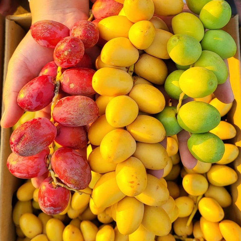

Kurma Muda Barhee 1 Kg | FRESH Free Zuriat + Tespek Promil