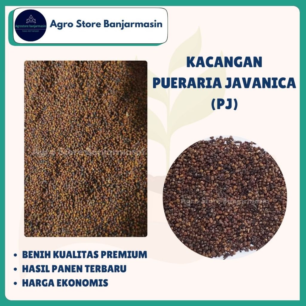 Benih PJ (Pueraria Javanica) Lokal per Kg