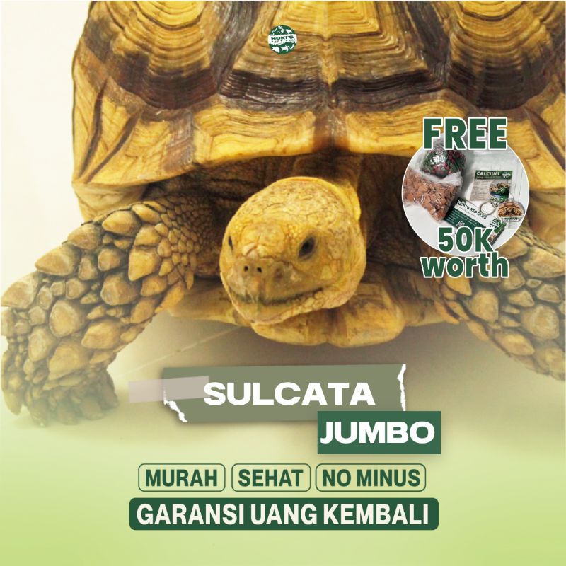 PELET SULCATA JUMBO GARANSI