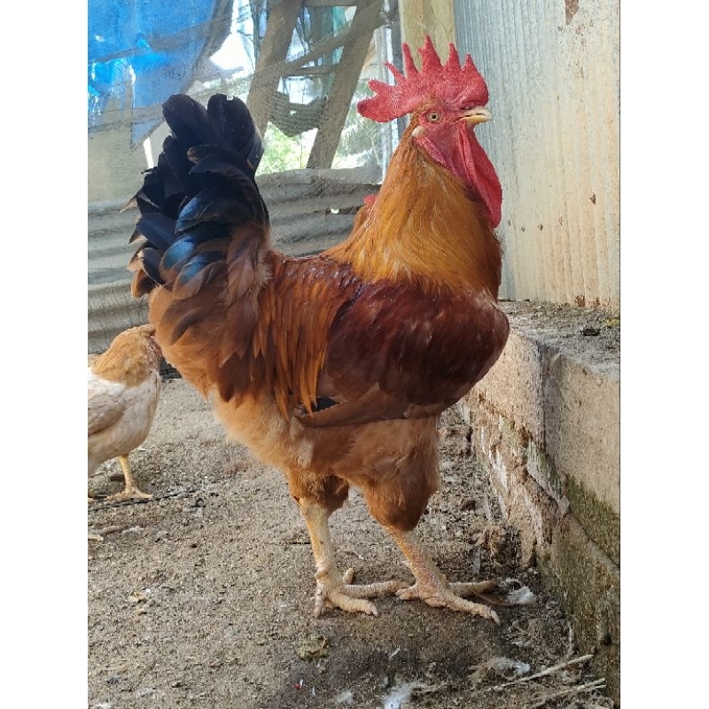 

Telur Merawang | telur tetas | telur fertil |