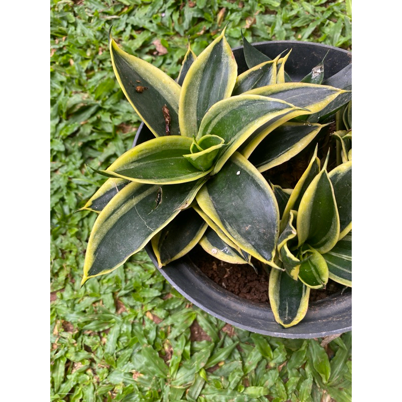 Sansevieria Hahnii, lidah mertua pendek