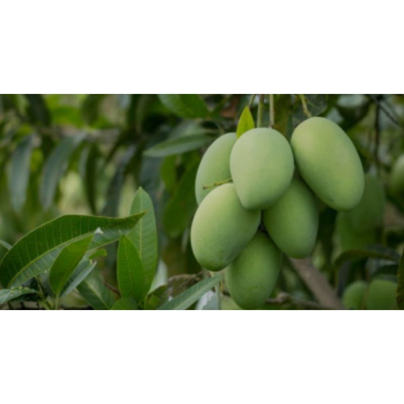 BIBIT POHON MANGGA MANALAGI (OKULASI) CEPAT BERBUAH