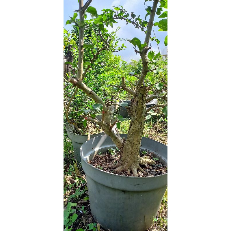 Bonsai Gulgum prospek