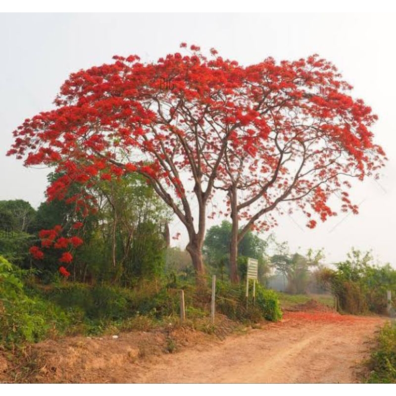 Bibit Pohon Tabebuya Merah Penghijauan | Termurah Bibit Tabebuya Merah | Bibit Bunga Tabebuya Merah