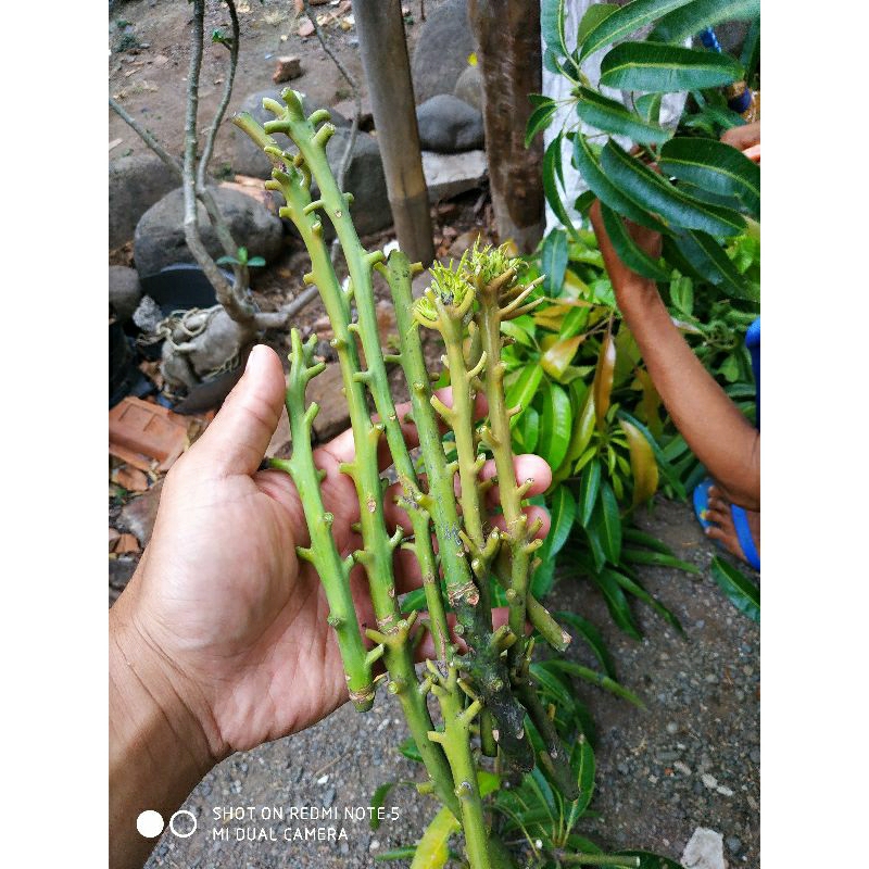 entres mangga Miyazaki di jamin valid