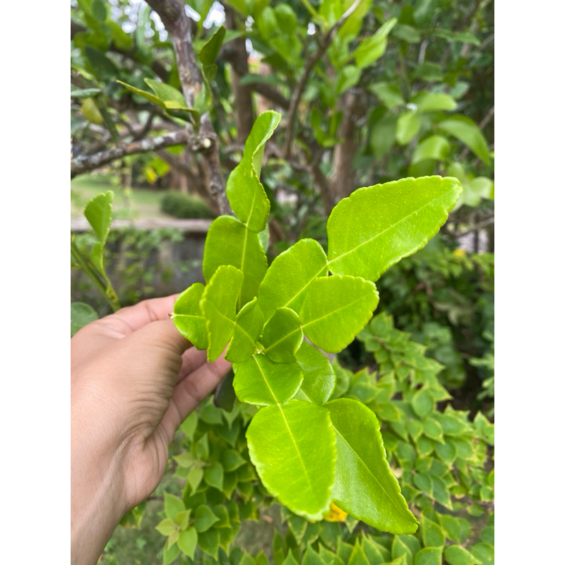 

Daun Jeruk Purut 50gram