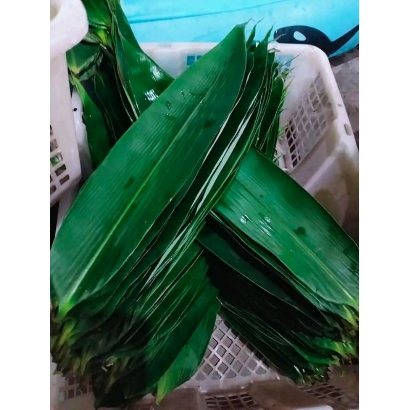 

DAUN BAMBU SEGAR