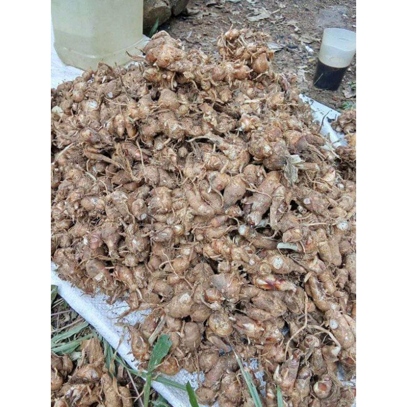 

cikur rempah murah bubu dapur dan bisa buat jamu 1kg