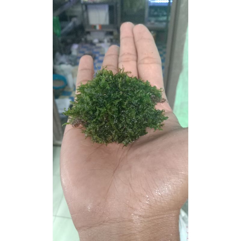 MOS air media wabikusa