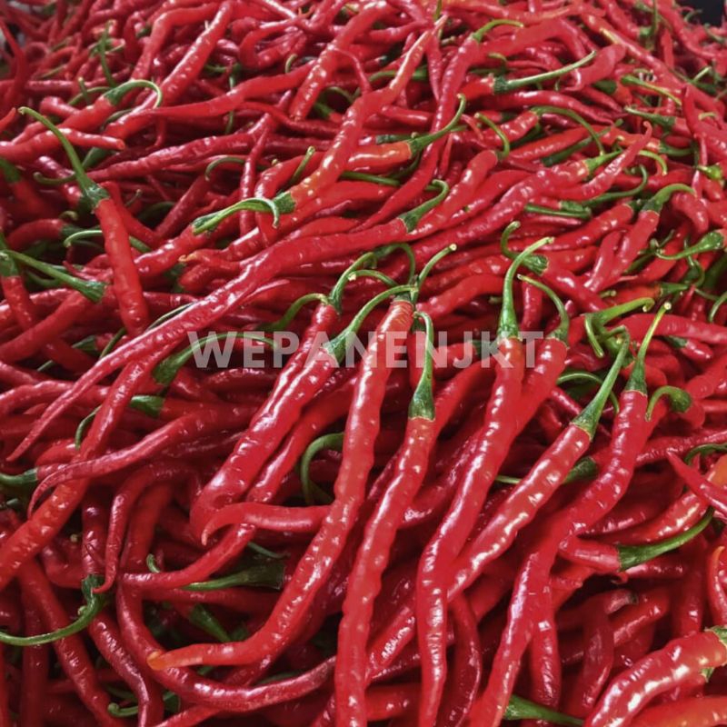 

Cabai Kriting Merah Fresh 1kg