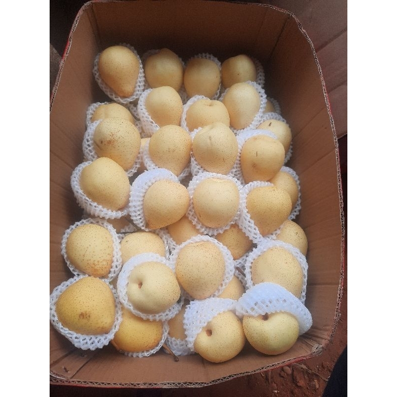 

PIR Century/PIR Madu