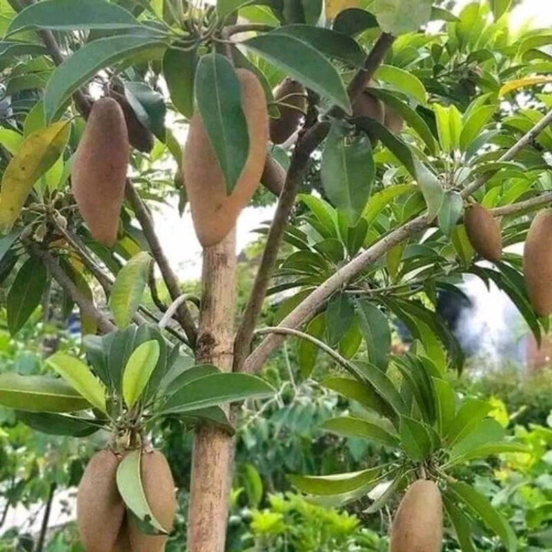 bibit sawo mentimun siap  berbunga hasil akulasi.& cangkok