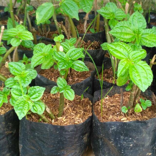 

Cutting bibit stek pohpohan poh pohan organik siap tanam