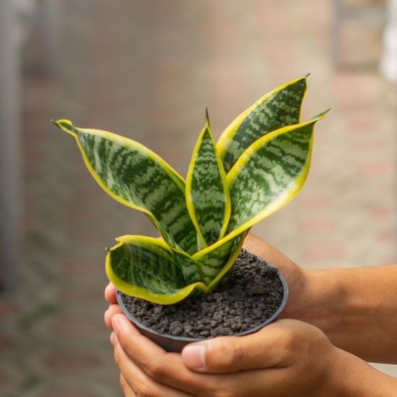 SANSEVIERIA TWISTER ( POT 10 CM )