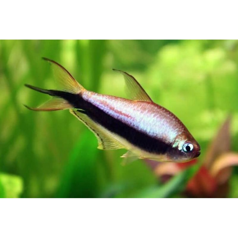 Emperor Tetra/ Palmeri Tetra 2-3cm