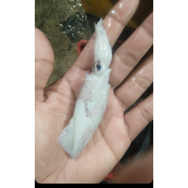 

Cumi tinta segar / cumi basah / cumi laut berkualitas 1kg