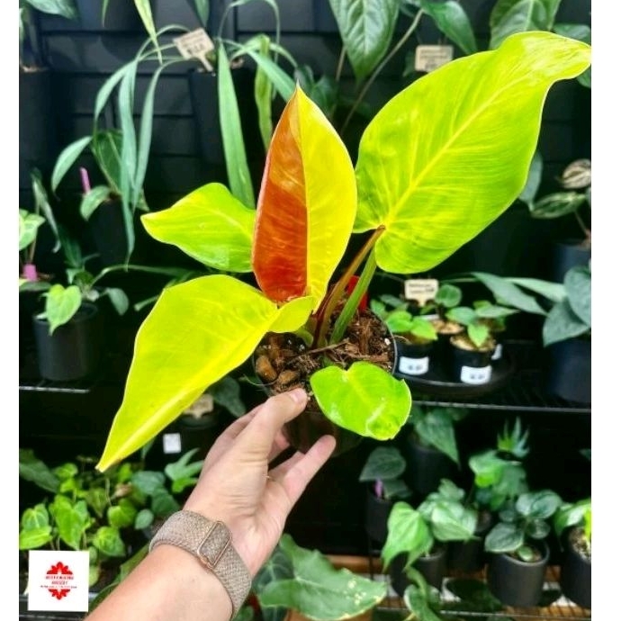 Tanaman Hias Philodendron Red Moon- Tanaman Hias philodendron Red Moon Cantik Murah