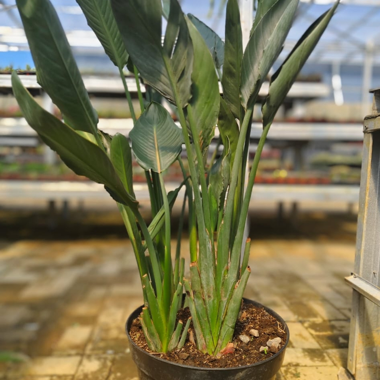 Tanaman Hias bunga hias tanaman bird of paradise strelitzia