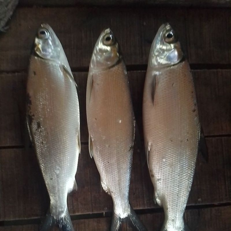 

ikan bandeng seger