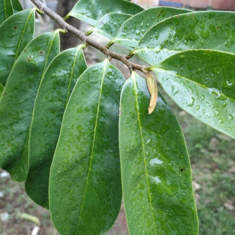 

50 lembar Daun sirsak fresh petik dari kebun organik tanpa pestisida daun sirsak buat godok