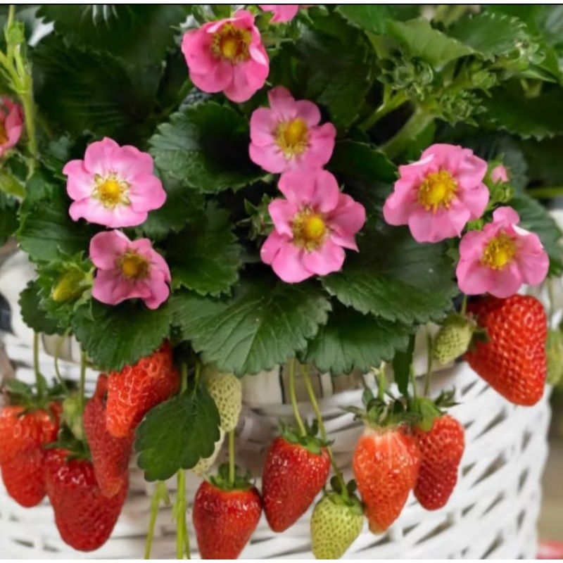 100  Biji Benih Strawberry