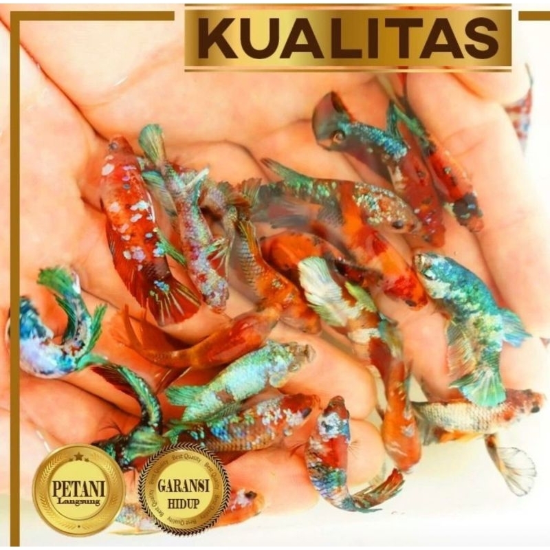 Paket Koloni (isi 10) Cupang Betina Multicolor Ikan Hias Aquascape Hiasan Aquarium Tanaman