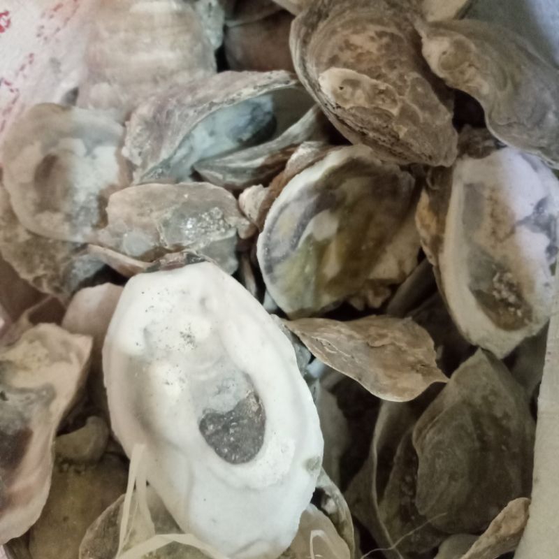 Cangkang Kulit Kerang Tiram Oyster Media Filter Kolam Ikan