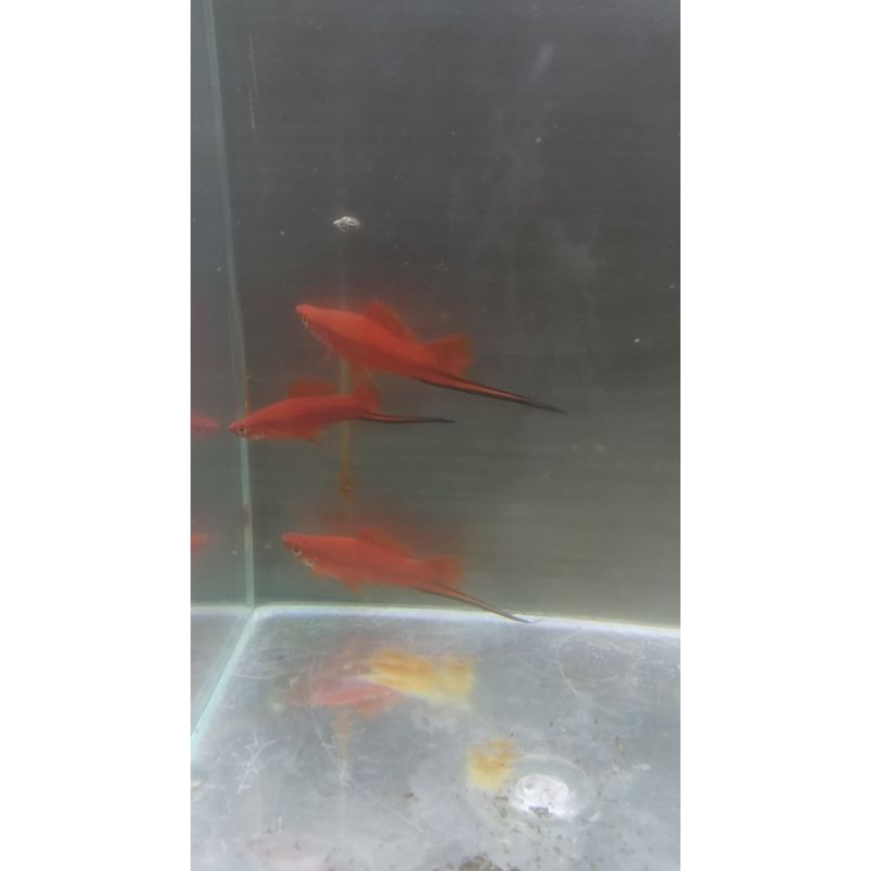 hiasan aquarium swordtail platy