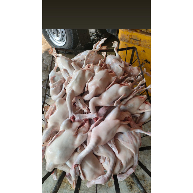 

Bebek Ungkep/Goreng super jumbo bonus 1pack kepala bebek free styrofoam