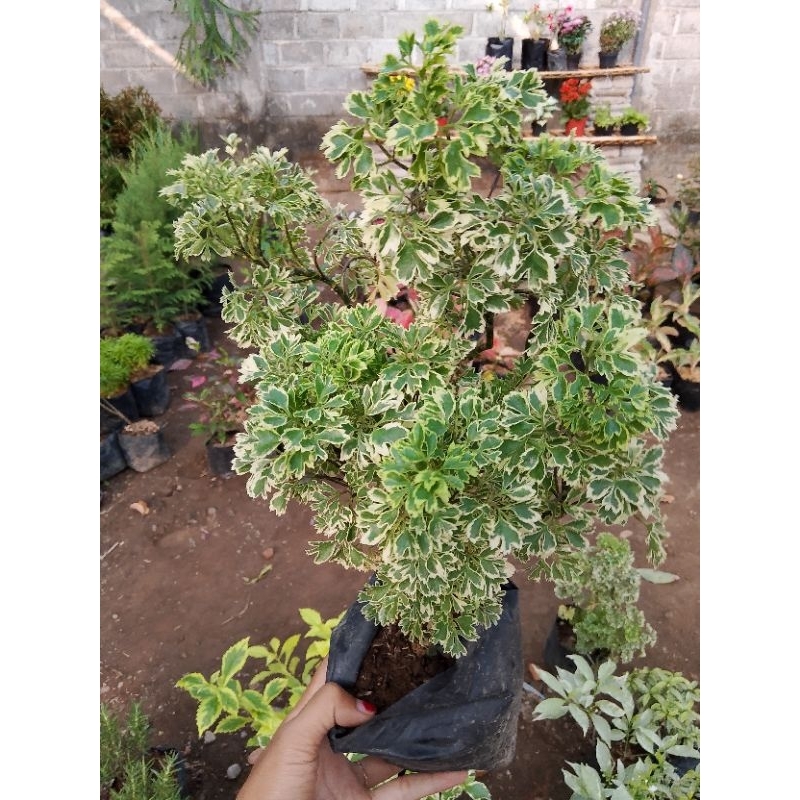 Dondong Laut/Ikra Ikri Tanaman Pagar Rimbun Murah