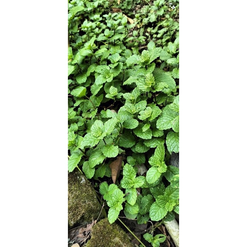 

daun mint segar / kering
