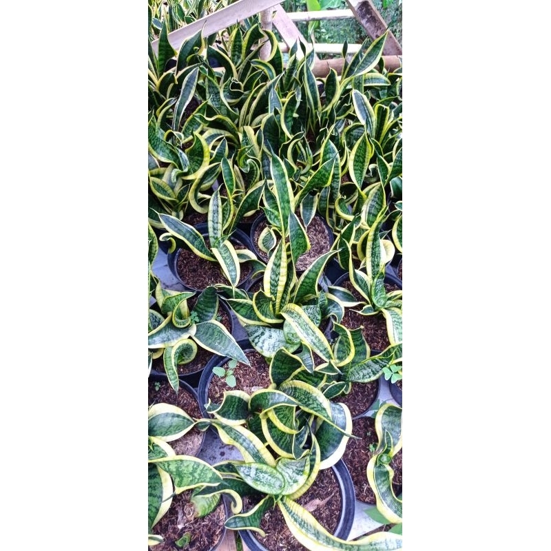 sansevieria twister