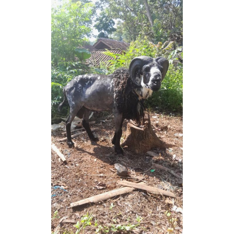 

Domba potong aqikah dan qurban