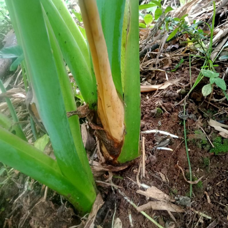 Bibit Talas Kempul Talas Belitung 5 Pohon