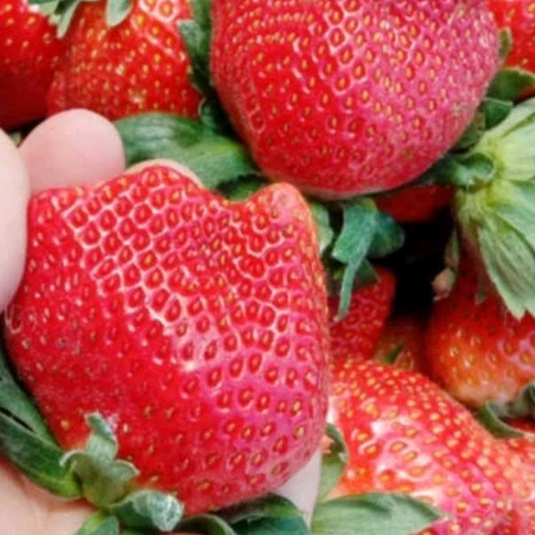 

Strawberry