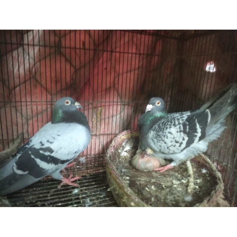 merpati pos sepasang indukan