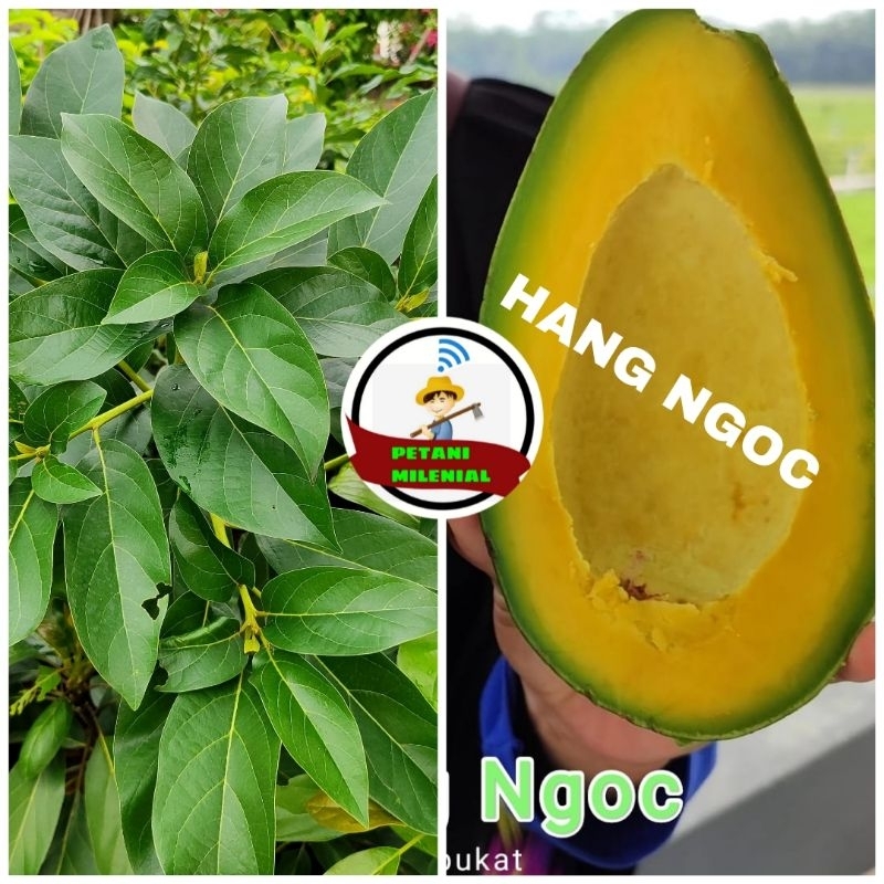 

BIBIT ALPUKAT HANG NGOC IMPORT PREMIUM